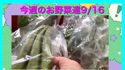 【佐々木みちこ】2021年9月16日 今週のお野菜達です。