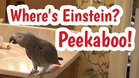 Einstein the Parrot plays peekaboo with himself