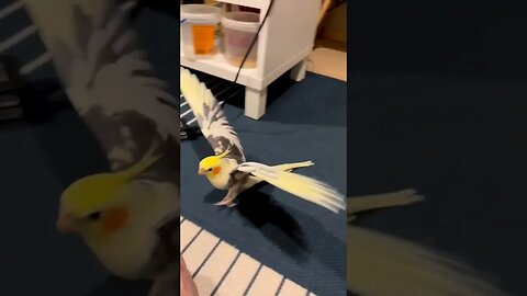 Cute Cockatiel l #shorts l #cockatiel l @speakingparrots