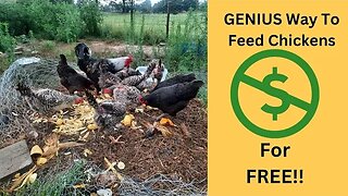 Can we feed our chickens FOR FREE?