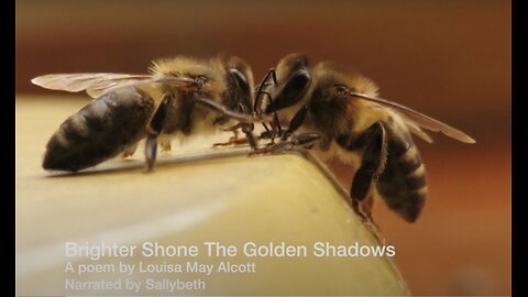 Brighter Shone The Golden Shadows by Louisa May Alcott