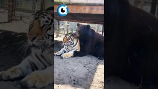 Tigre e Urso Sáo Os Melhores Amigos #tigre #urso