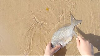 Catch and cook bream (Gumbaynggir country)