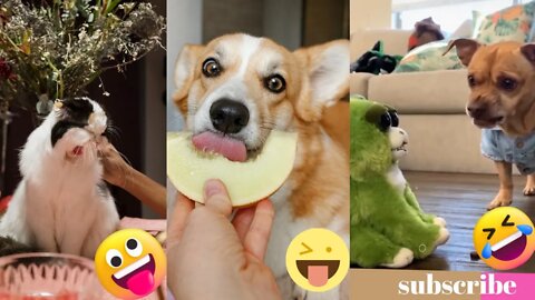 the funniest dog and cat videos on YouTube best 2022#Funnies #Animals #youtubepets&_animals