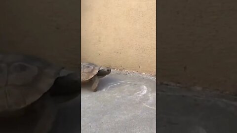 When Tortoise Attack 🐢