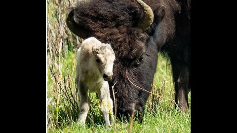 FRIDAY FUN - RARE WHITE BISON IS BORN IN YELLOWSTONE - FULFILLS LAKOTA INDIAN PROPHECY