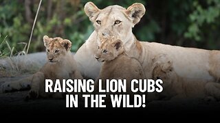 How Do Lions Care for Their Cubs?