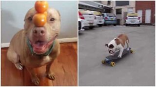 Detta är de mest begåvade hundarna på internet