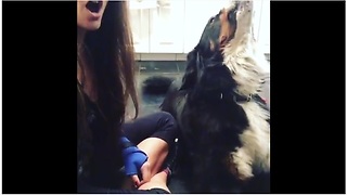 Dog enthusiastically sings along with owner