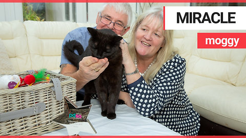 Miracle cat who stumbled home after being shot named as pet survivor of the year