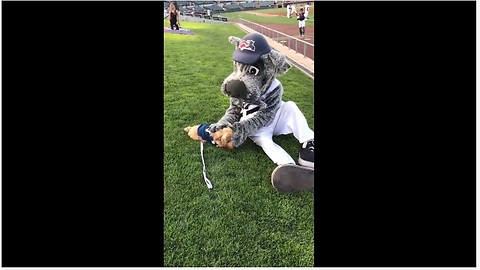 Dog bonds with team mascot during baseball game