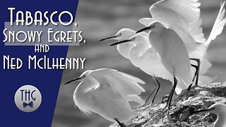 Tabasco Sauce, Snowy Egrets, and Ned McIlhenny