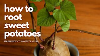 How to Root Sweet Potatoes