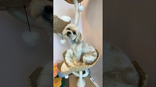 Adorable Shih Tzu Groom