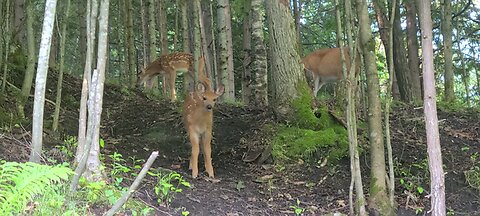 One twin fawn is always braver