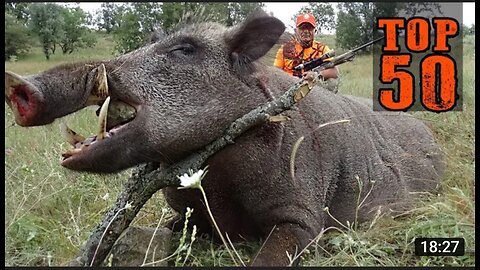 TOP 50 YABAN DOMUZU AVI UNUTULMAZ SAHNELER AMAZING WILD BOAR HUNTS CHASSE AU SANGLIER HOG HUNTS