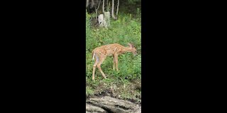 Fawn Exploring