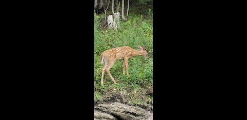 Fawn Exploring