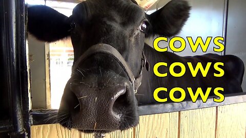 COW VIDEO 🐮🐄 COWS MOOING AND GRAZING IN A FIELD 🐄🐮