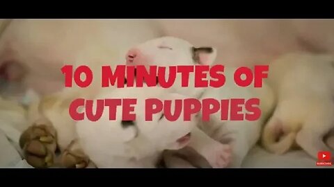 Adorable Puppies Galore: Heart-Melting Moments and Irresistible Cuteness That Will Melt Your Soul!