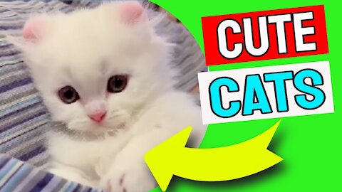 cutest kitten # DOING FUNNY THINGS # WATCH ALL CUTE KITTENS AND CATS VIDEOS CUTE CATS BY