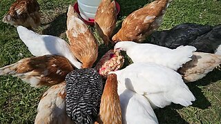 Slow Motion Chickens
