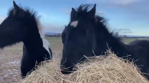 The yearlings