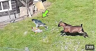 Brave Goat Saves Hen from Falcon Attack | Incredible Animal Rescue