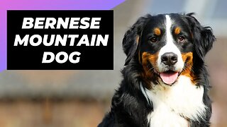 Bernese Mountain Dog 🐶 The Giant & Fluffiest Mountain Dog