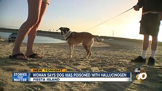 Woman says dog poisoned with hallucinogen
