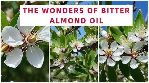 Experience the Healing Benefits of Bitter Almond Oil: The Wonders of Bitter Almond Oil