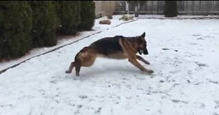 Schæferhund leker gjemsel i snøen