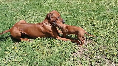 HUGE RIDGEBACK PLAYS AT TINY PUPPY'S LEVEL