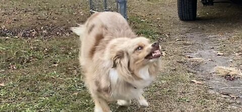 Smiling Australian Shepherd Dog Oliver & Other Amazing Creatures