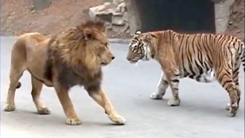 Must watch - 10 Animals That Can Defeat A Lion