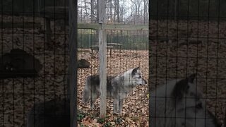 wolf at lansing zoo