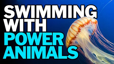 Swimming With Power Animals