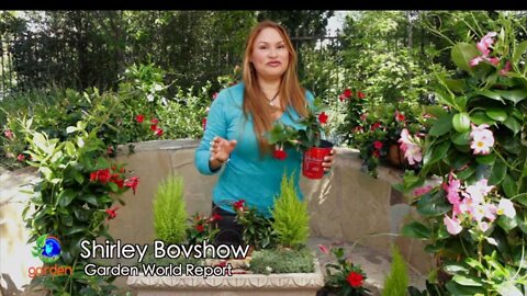 Make a Mini Garden With Sun Parasol Garden Crimson Mandevilla!