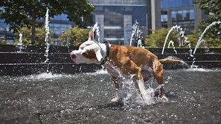 Denver City Council Votes To Repeal Pit Bull Ban