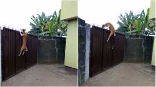 Dog jumps over 2-meter gate to follow owner