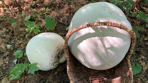 Mushroom Hunting The Giant Puffball Mushroom