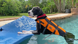 Great Dane Chills Out On Floatie For The First Time