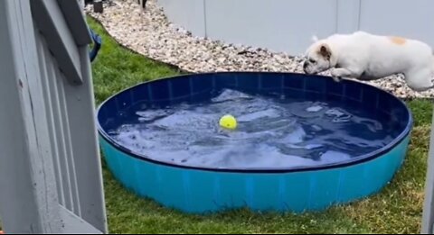 Dog in pool 👙🐕🤪 crazy dog