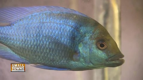 Small Towns: Exotic fish breeders bring rare fish to Wisconsin