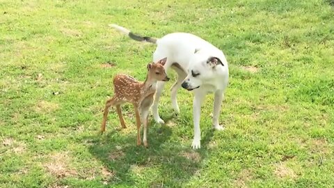 Friendly dogs obsessed with new rescue fawn addition