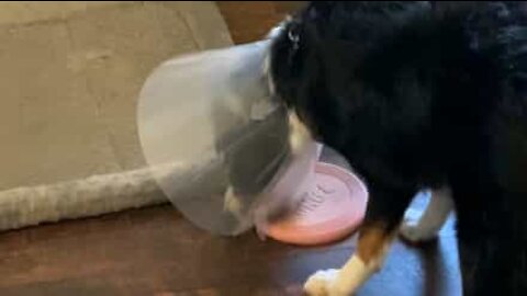 Colar isabelino impede cão de brincar com o frisbee