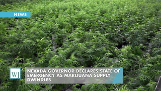 Nevada Governor Declares State of Emergency As Marijuana Supply Dwindles