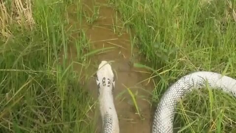 Rare white cobras are found in crop fields