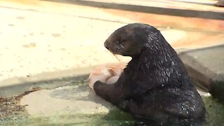 SeaWorld rehabilitates otters