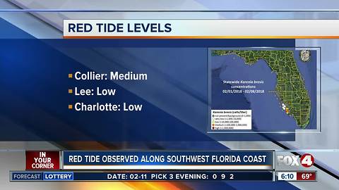 Red tide bloom persists along Southwest Florida coast